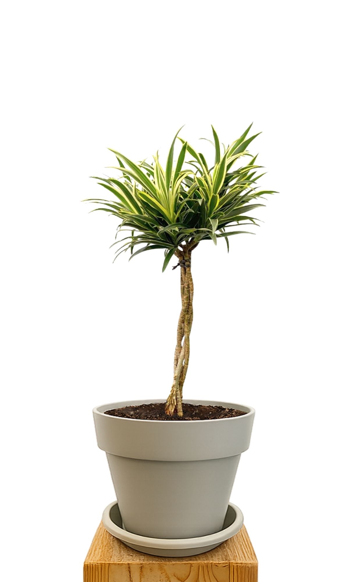 Plant kit 30 Sand